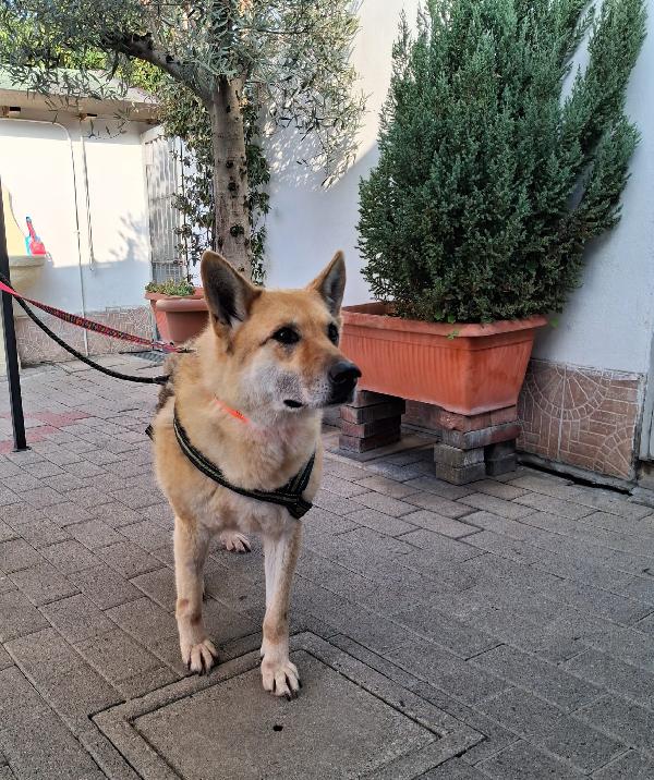 LUPA PASTORE TEDESCO ADOZIONE DEL CUORE Foto 2